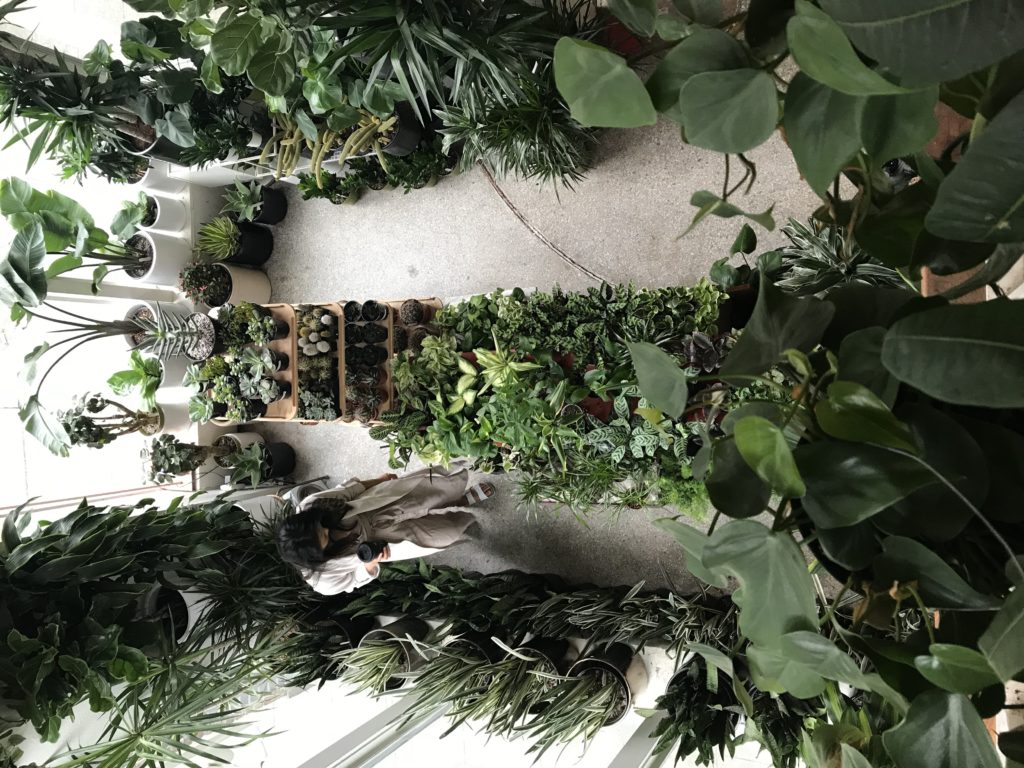 Best Spots to Shop for House Plants in Vancouver, Canada Cam & Tay