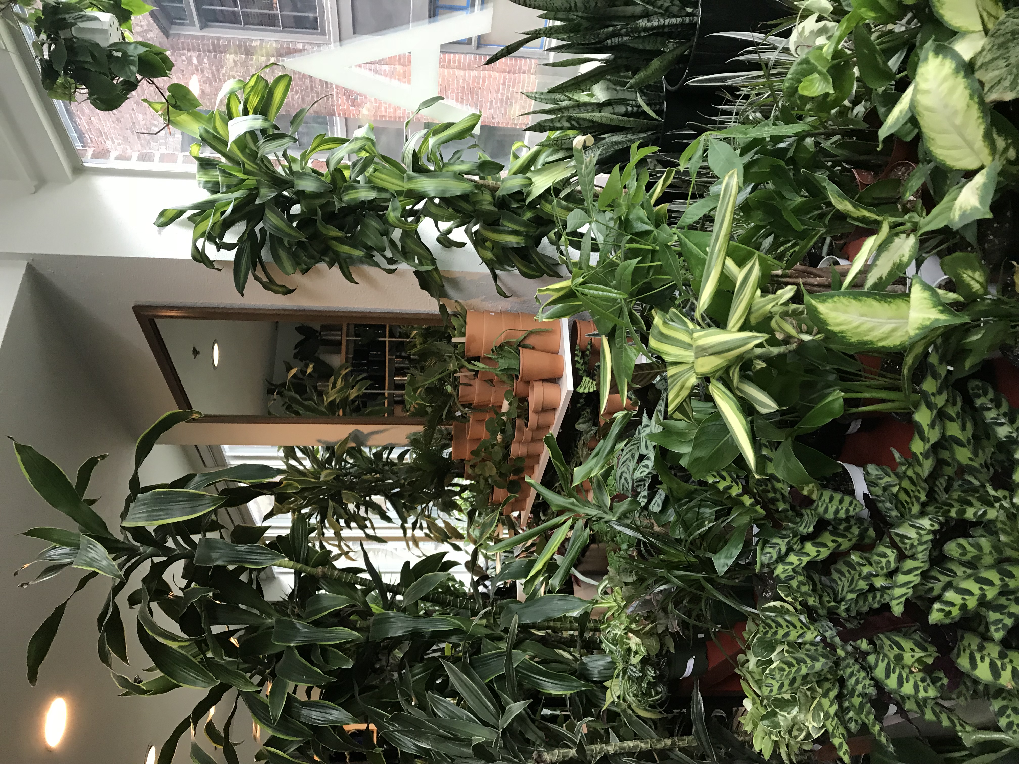 Where to buy house plants in Vancouver